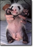 Spam My Panda?...