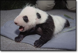 GGRRRRRRLLLLLL...