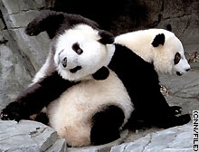 Flip You Da Panda...