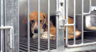 Protesters oppose Ia...