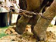 Hunger-Strike Against Ringling Bros. Circus