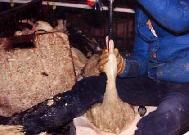 Valentines Date Against Foie Gras