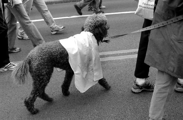 poodles for peace!...