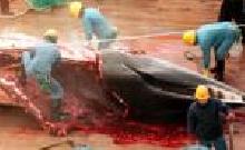 Harpoon the Plans for a Whale Meat Factory