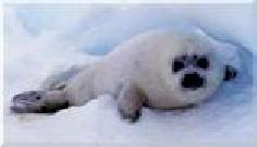 PITTSBURGH--BOYCOTT CANADIAN SEAFOOD TO SAVE SEAL PUPS!