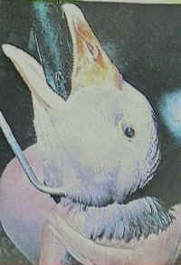 Drive Out Foie Gras ...
