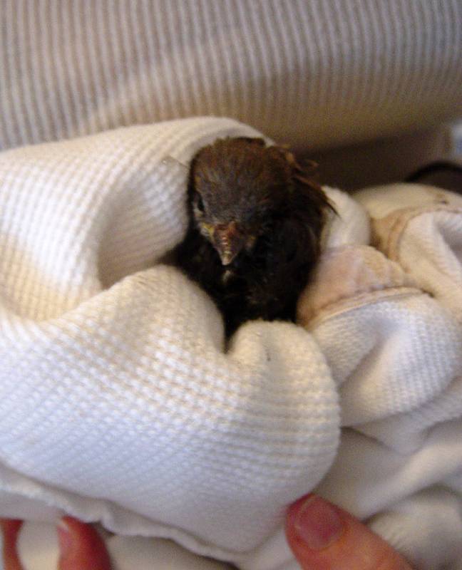 A flightless house s...