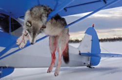 What Russians Can Teach Americans