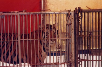 Tiger confined in ca...