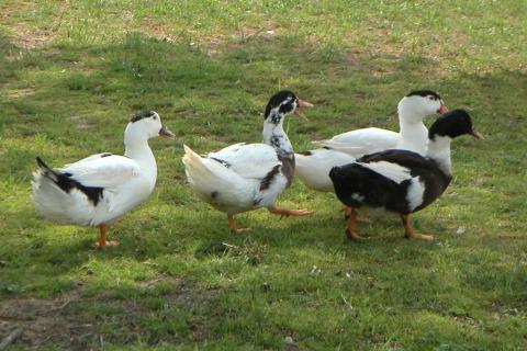 Ducks rescued from f...