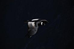 One different Easter