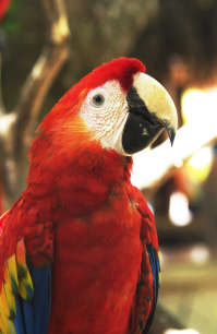 Polly Wanna Crack He...